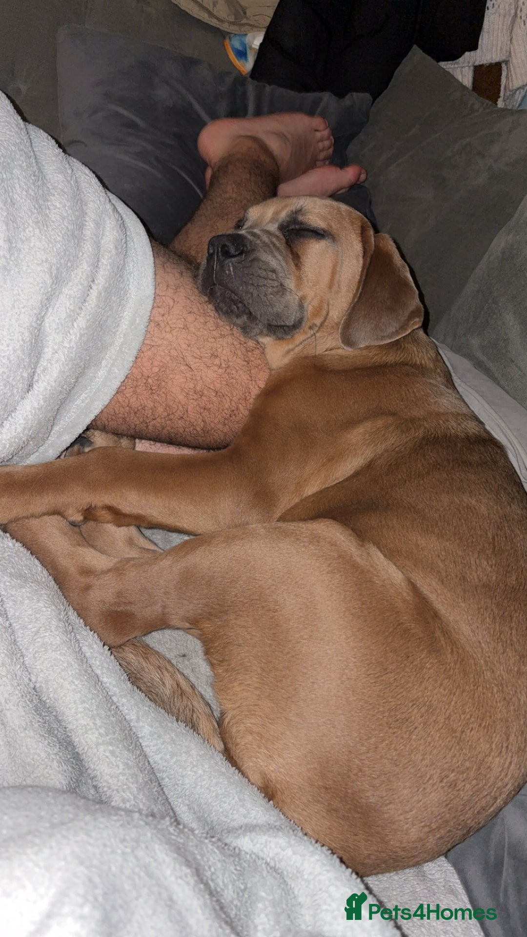 Cane Corso dogs for sale: Cane corso x Boerboel🩷 - Image 5