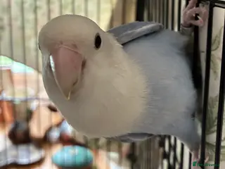 Lovebirds birds Peach faced lovebird - Advert 11