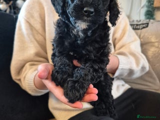 Miniature Poodle dogs Only 2 beautiful black miniature poodles left - Advert 13