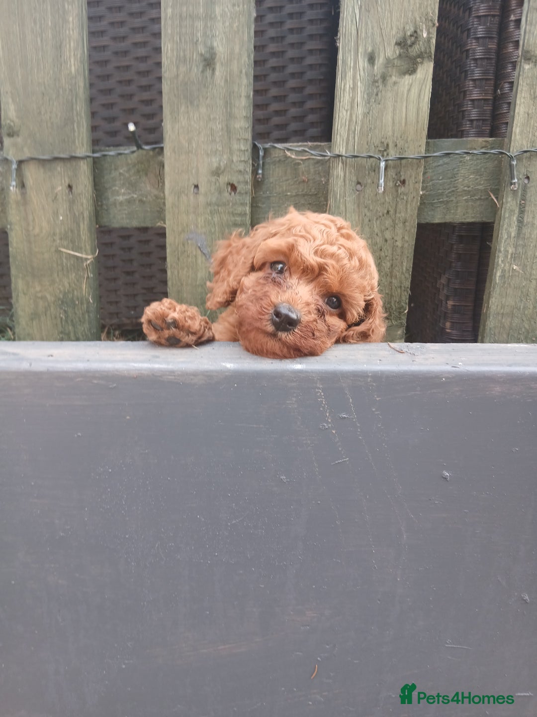 Cavachon dogs for sale: Two boys cavapoochion  - Image 6
