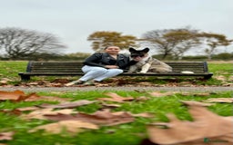 Akita dogs for stud: I’m Sirius and Im ready to meet my first Dogfriend in Sheffield - Image 14