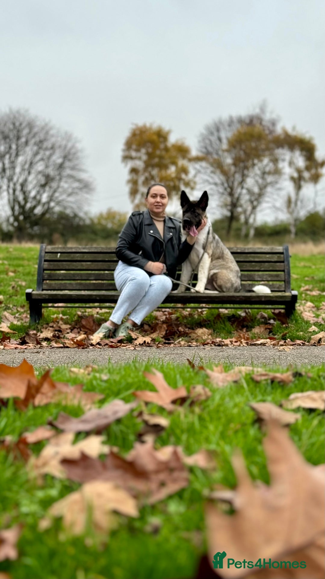 Akita dogs for stud: I’m Sirius and Im ready to meet my first Dogfriend in Sheffield - Image 14