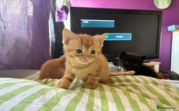 Mixed Breed cats for sale: Only gingers left!  - Image 5