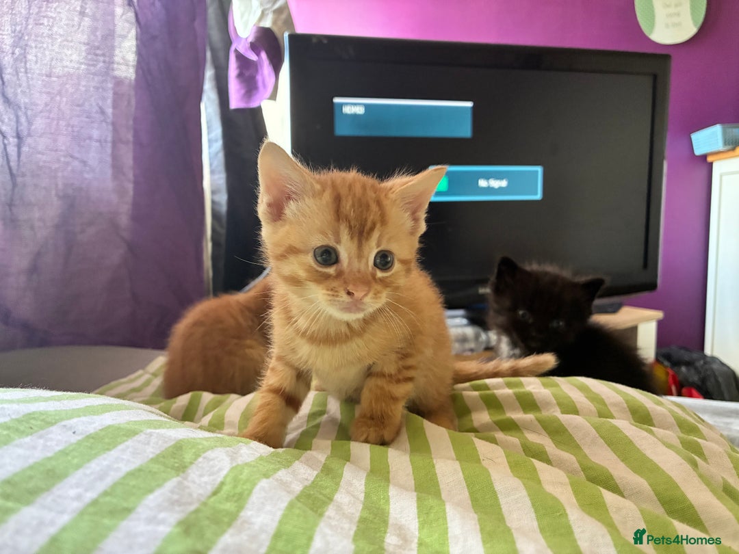 Mixed Breed cats for sale: Only gingers left!  - Image 5