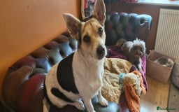 Jack Russell dogs for sale: Gorgeous adult female jack Russell  - Image 11