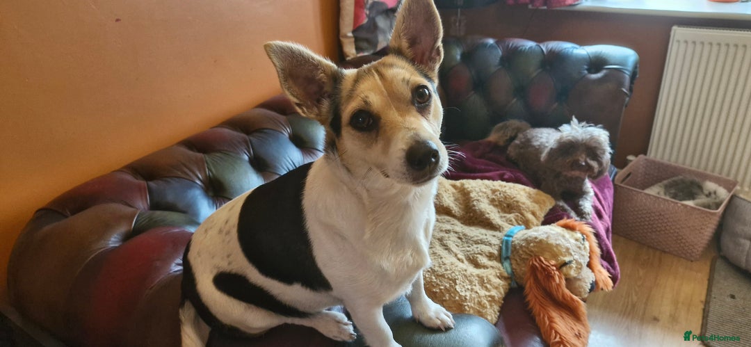 Jack Russell dogs for sale: Gorgeous adult female jack Russell  - Image 11