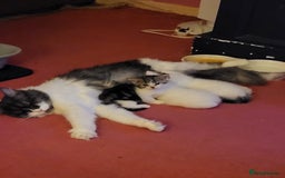 Mixed Breed cats for sale: Two gorgeous kittens for sale - Image 5