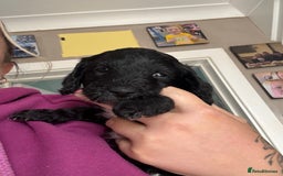 Cockapoo dogs for sale: 1 male black and white cockapoo left for sale - Image 5