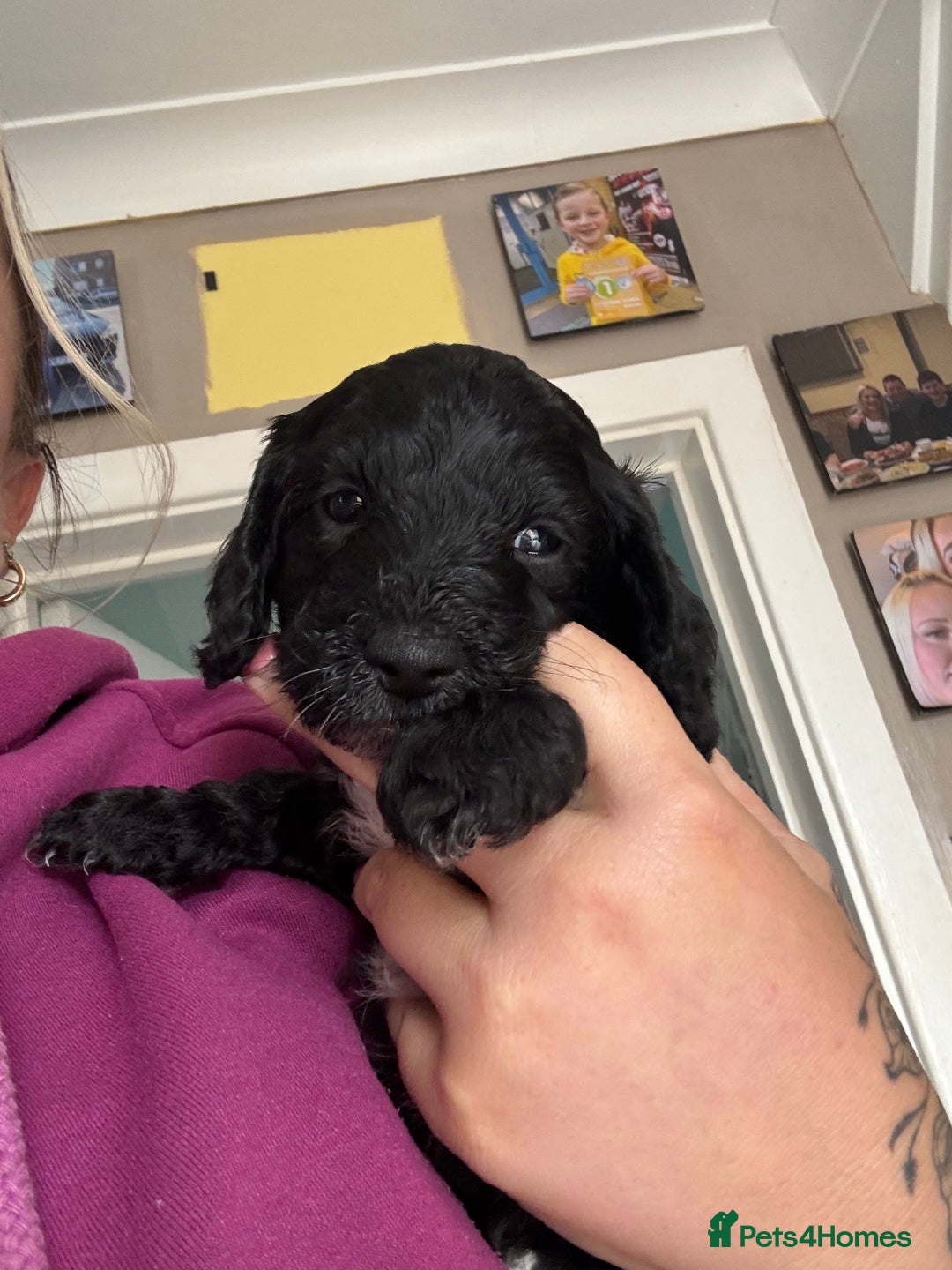 Cockapoo dogs for sale: 1 male black and white cockapoo left for sale - Image 5