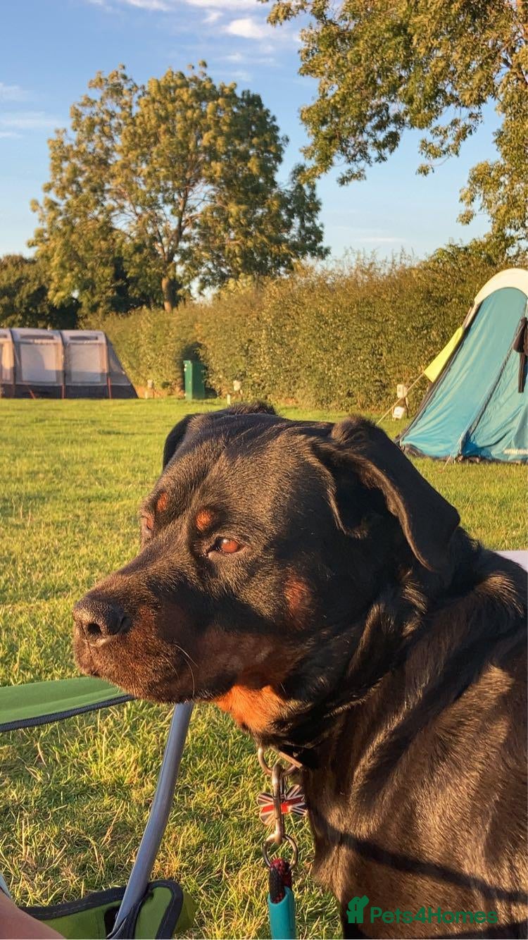 Rottweiler dogs 5 Beautiful Full Rottweiller Puppies - Advert 1