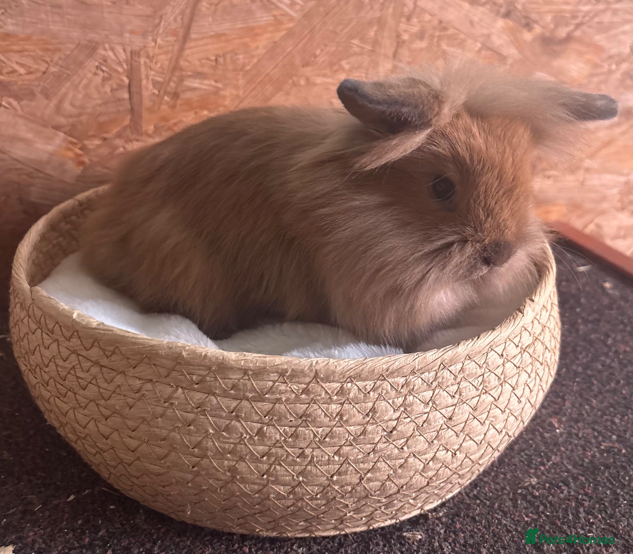 Mini Lion Lop rabbits Mini lion lop available to reserve - Advert 14