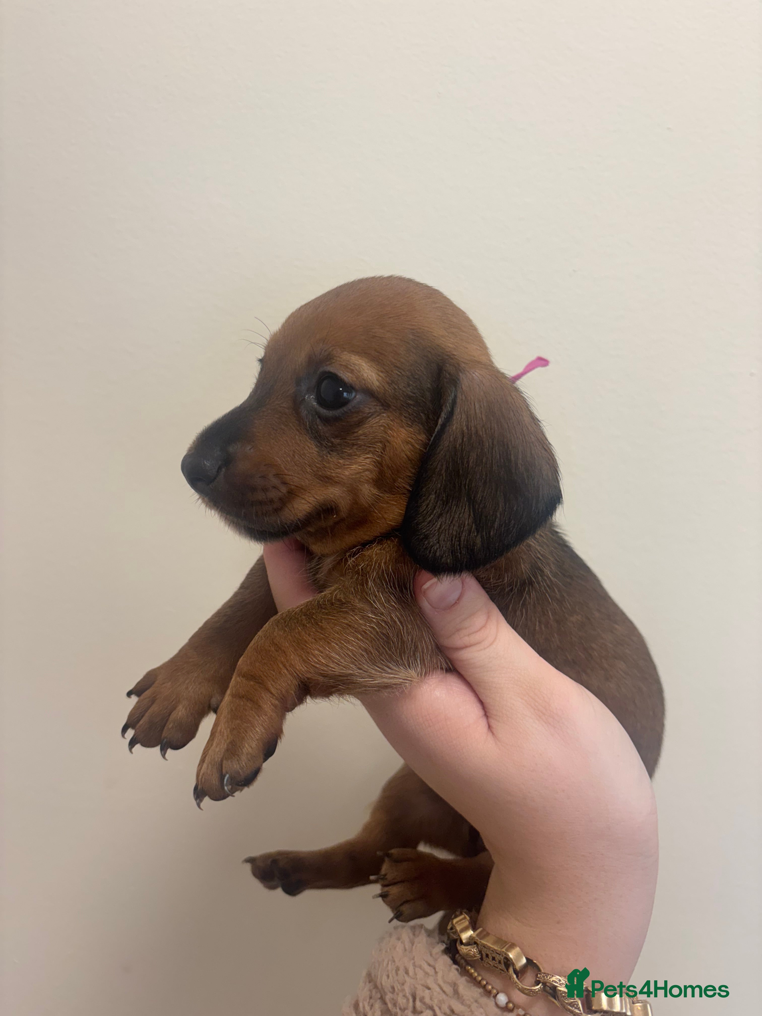 Miniature Dachshund dogs MINIATURE DACHSHUNDS - Advert 1