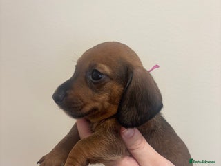 Miniature Dachshund dogs MINIATURE DACHSHUNDS - Advert 16