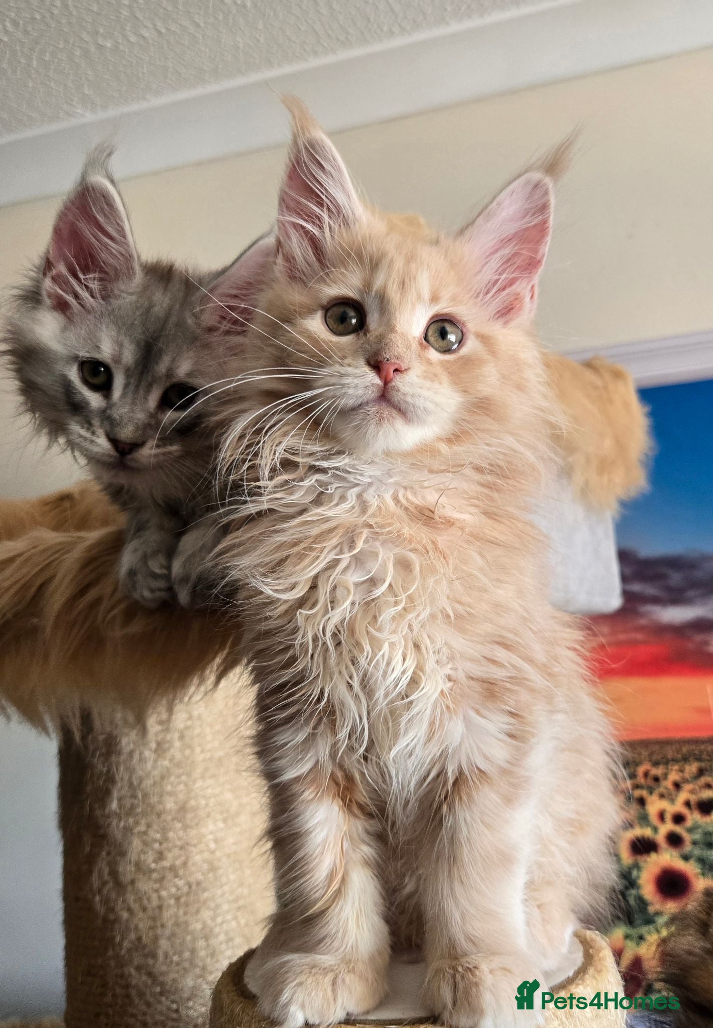 Maine Coon cats Stunning TICA Maine Coon kittens - Advert 2
