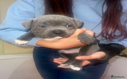 Staffordshire Bull Terrier dogs for sale: Playful Blue staffs Pups - Image 18