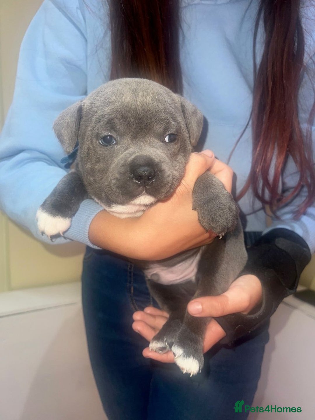 Staffordshire Bull Terrier dogs for sale: Playful Blue staffs Pups - Image 18