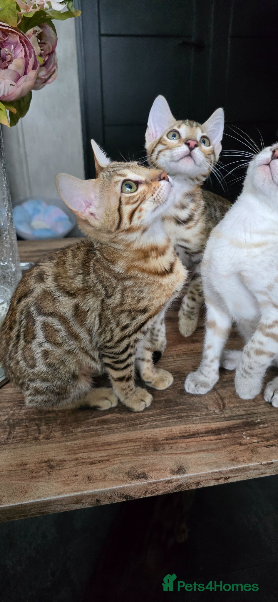 Bengal cats Ready NOW.. need go ASAP - Advert 14