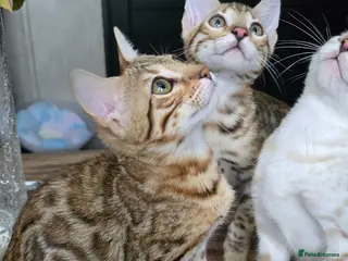 Bengal cats Ready NOW.. need go ASAP - Advert 14