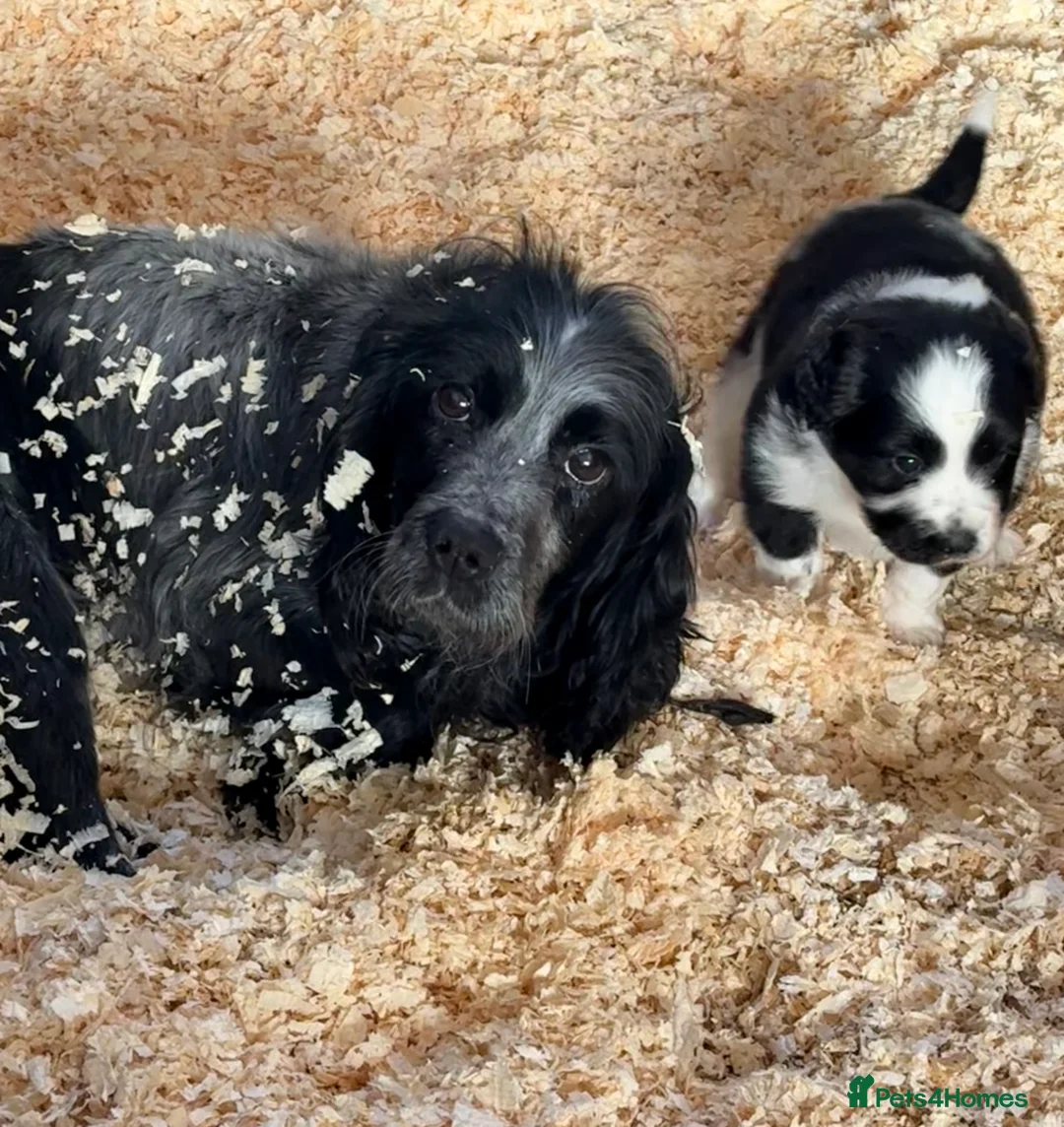 Mixed Breed dogs for sale: 1 “Aucker” Aussie x Cocker Bitch Pup  - Advert 7