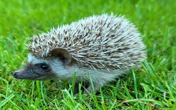 Pygmy Hedgehog rodents for sale: African Pygmy Hedgehog Hoglets  - Image 10