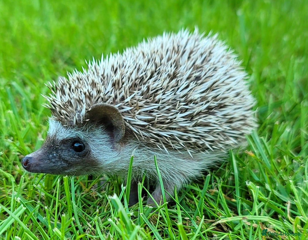 Pygmy Hedgehog rodents for sale: African Pygmy Hedgehog Hoglets  - Image 10