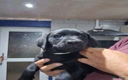 Labrador Retriever dogs for sale: KC REG Labrador retriever pups - Image 3