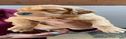 Golden Retriever dogs for sale: Fox Red golden Retrievers KC reg  in Hassocks - Advert 7