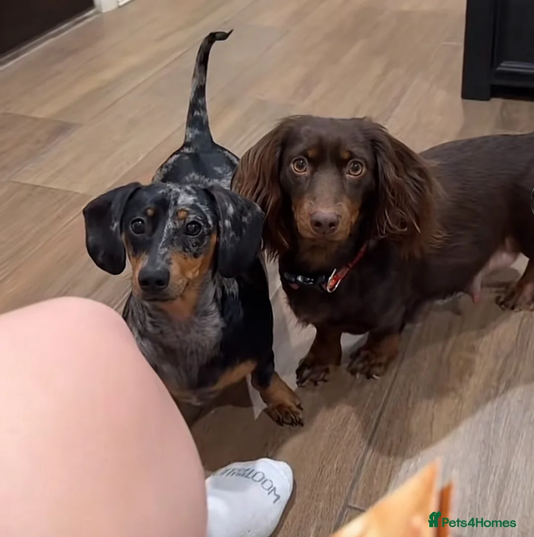 Miniature Dachshund dogs for sale: Miniature Dachshund puppy  - Advert 6