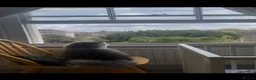 British Longhair cats for sale: British longhair - Advert 17