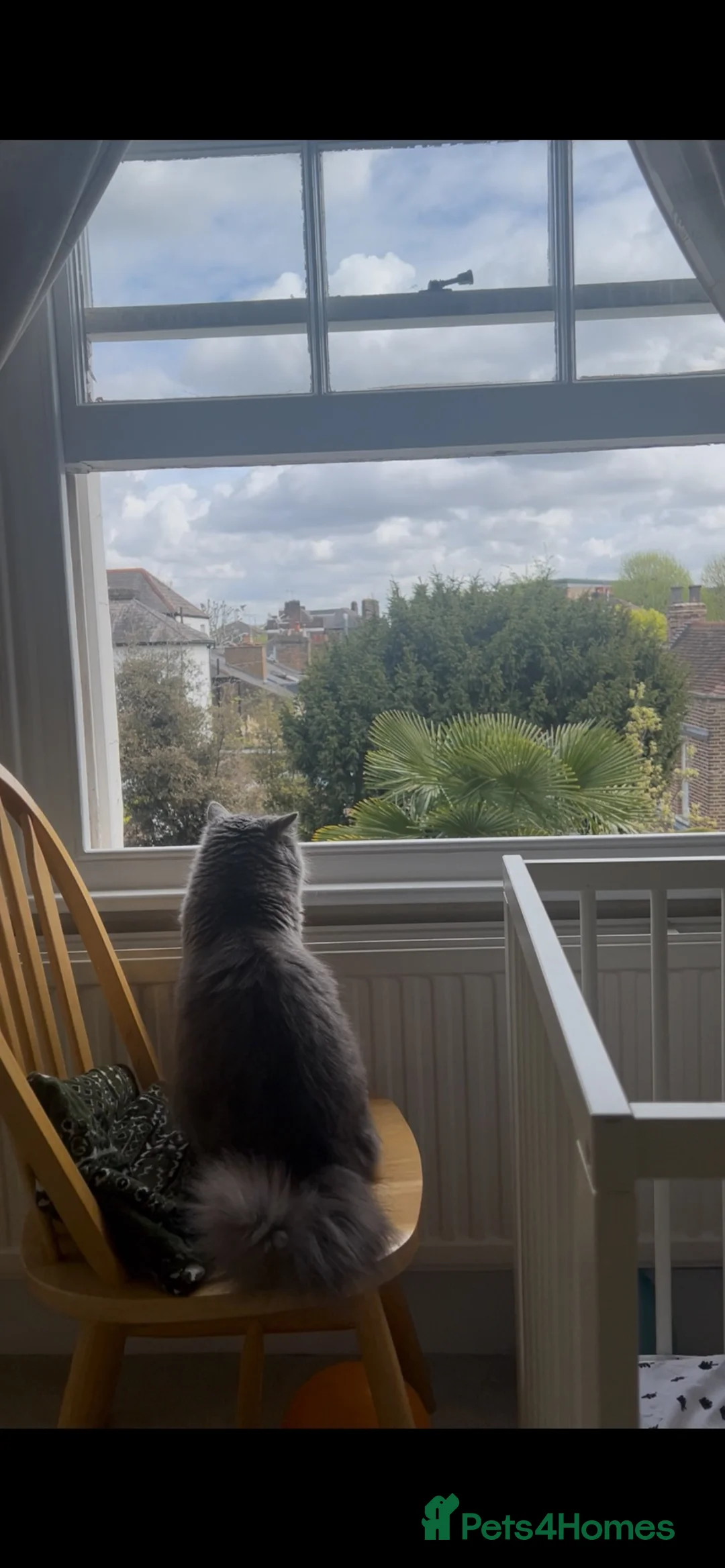 British Longhair cats for sale: British longhair - Advert 17