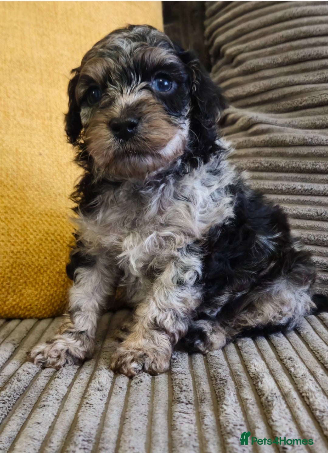 Cockapoo dogs  F1b Rare toy  cockerpoos  - Advert 3