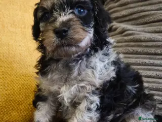 Cockapoo dogs F1b Rare toy cockerpoos - Advert 3