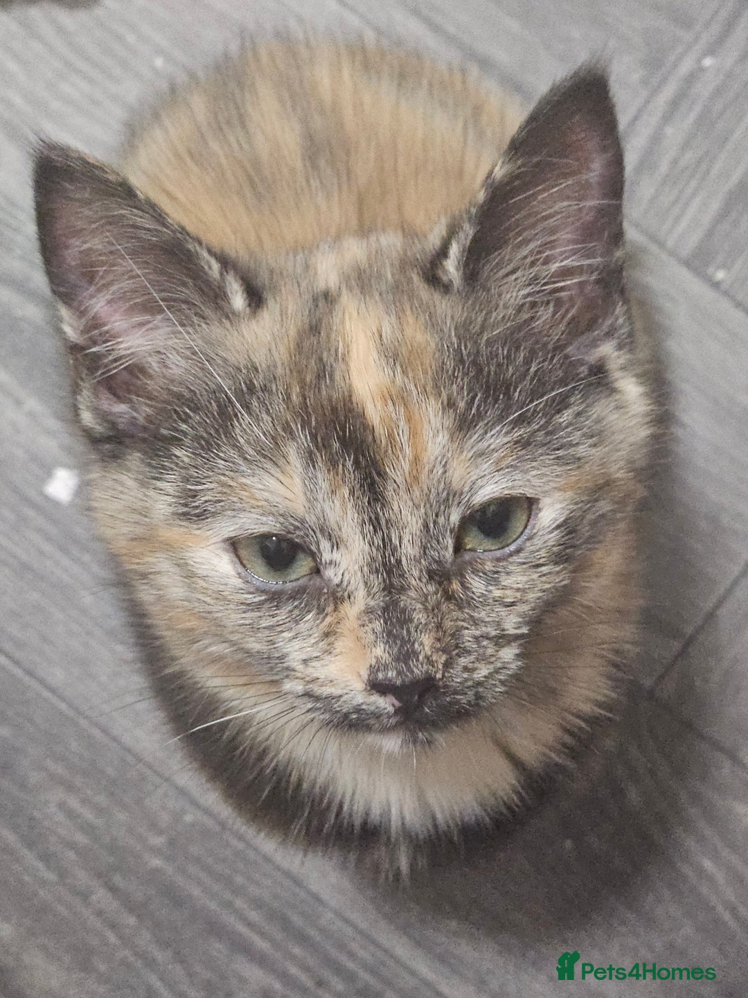 Mixed Breed cats for sale: Half Ragdoll  - Advert 4