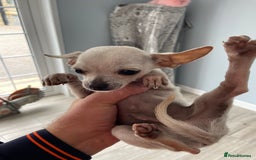 Chihuahua dogs for sale: Chihuahua puppy’s  - Image 6