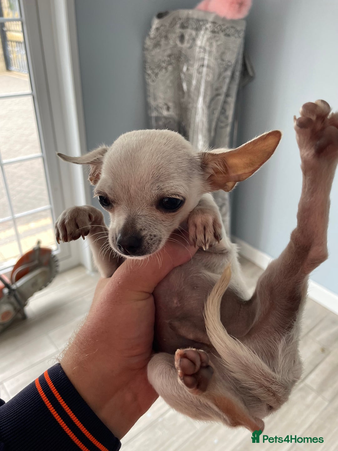 Chihuahua dogs for sale: Chihuahua puppy’s  - Image 6