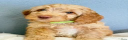 Cockapoo dogs for sale: F1B Cockapoo puppies in Carluke - Advert 4