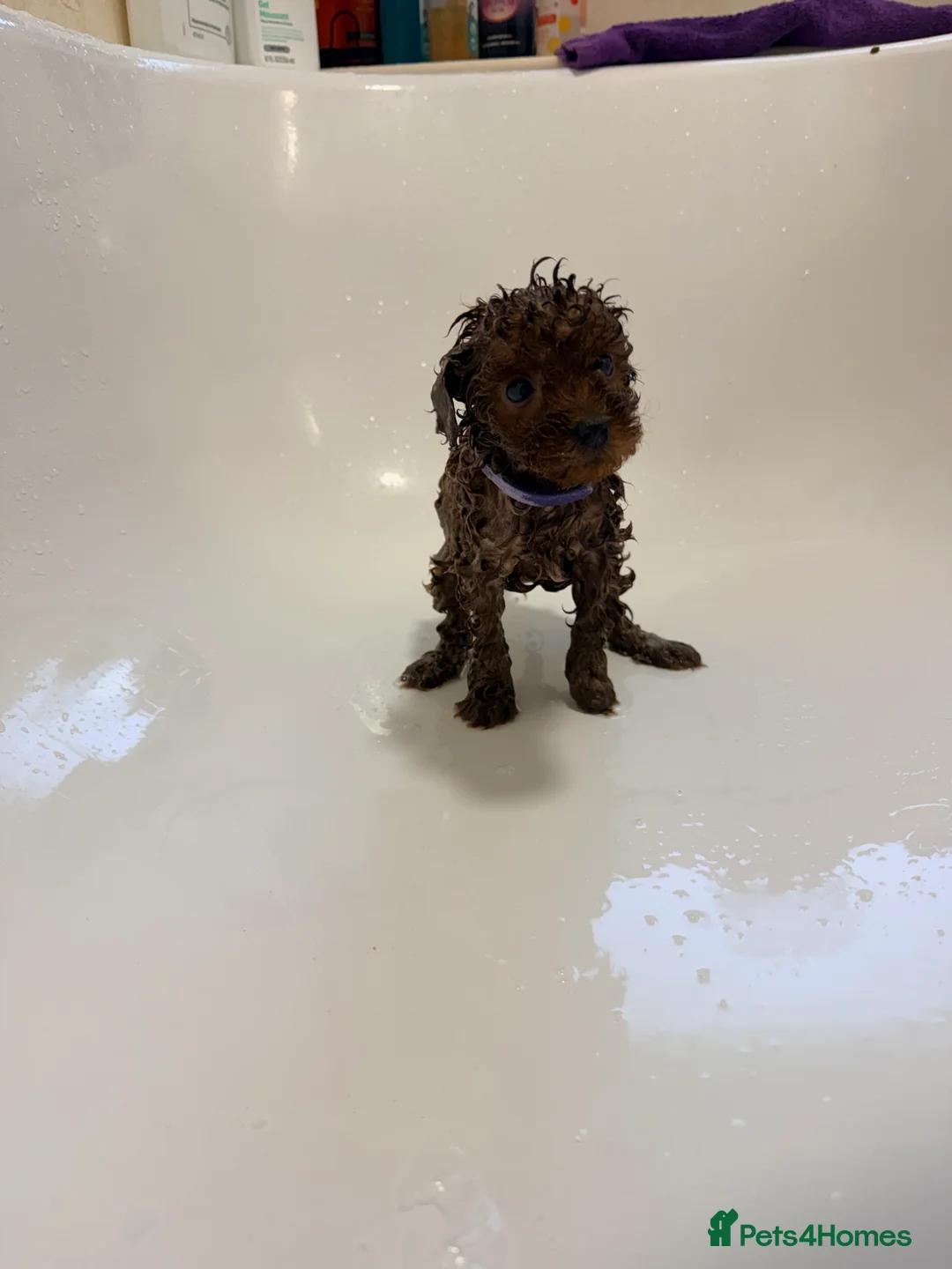 Cavapoo dogs for sale: Fox Red Cavapoo F1B  - Advert 5