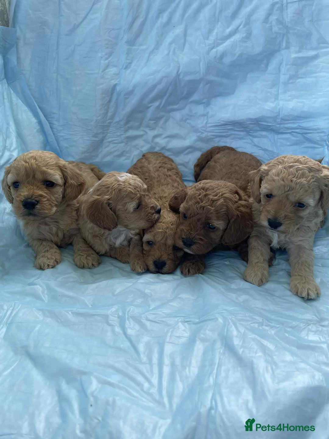 Cavapoo dogs for sale: Cavapoo puppies boys and girls available - Image 1