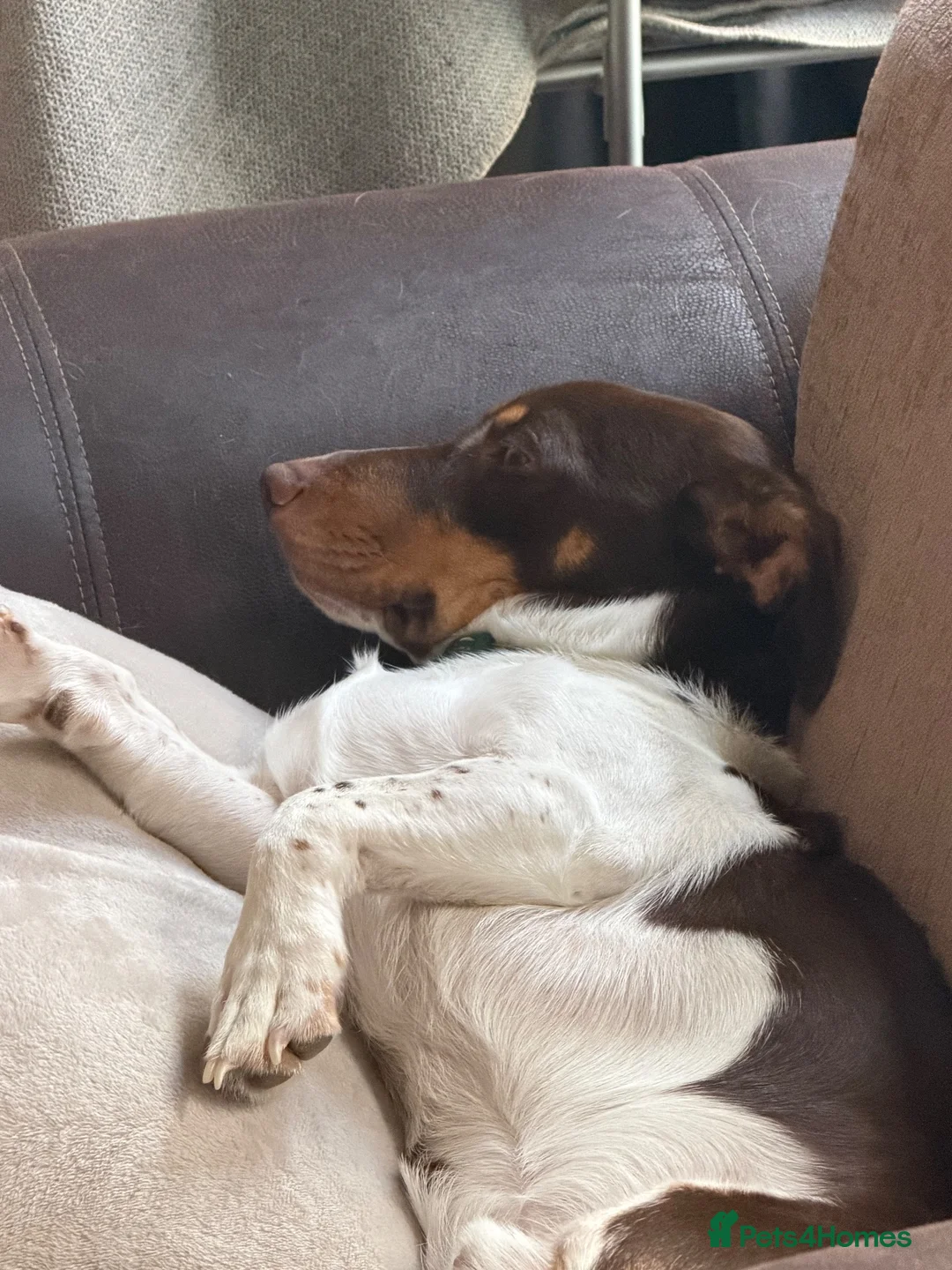 Mixed Breed dogs for sale: Dachshund cross  - Advert 2