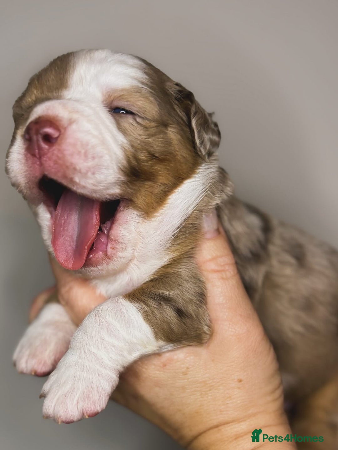 Olde English Bulldogge dogs for sale: The BEST visual fluffy oebs available ⭐️  - Image 1