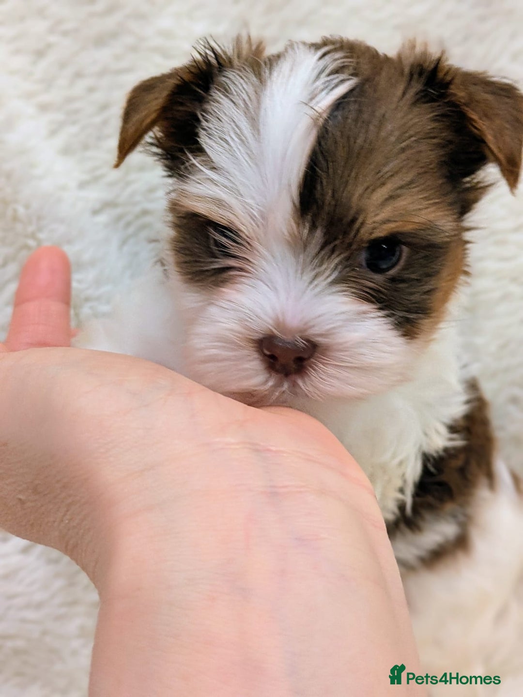 Yorkshire Terrier dogs for sale: Very tiny beautiful Biro puppys  - Advert 2