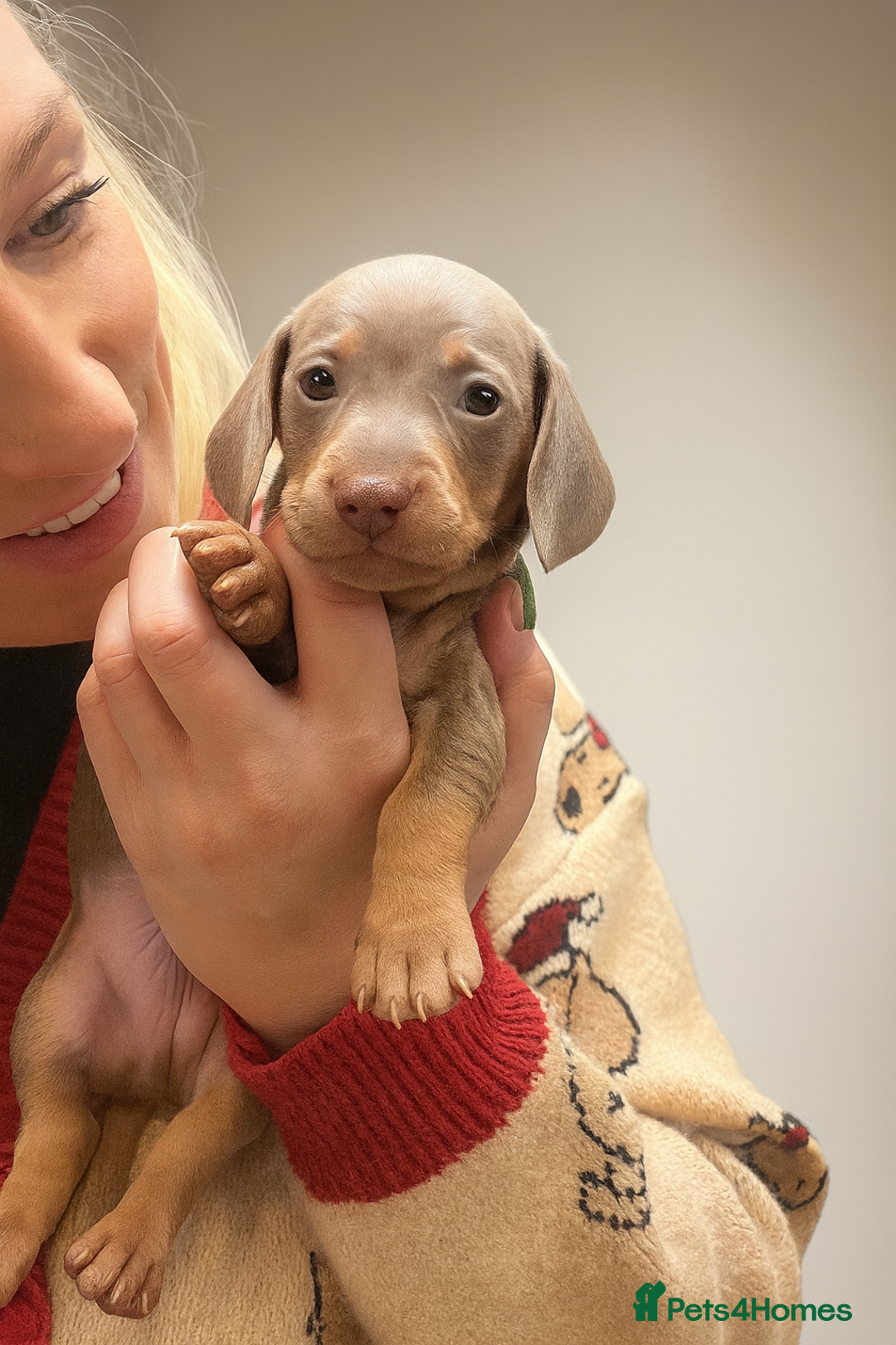 Miniature Dachshund dogs for sale: 3 Extremely clean and healthy KC boys available  - Advert 25