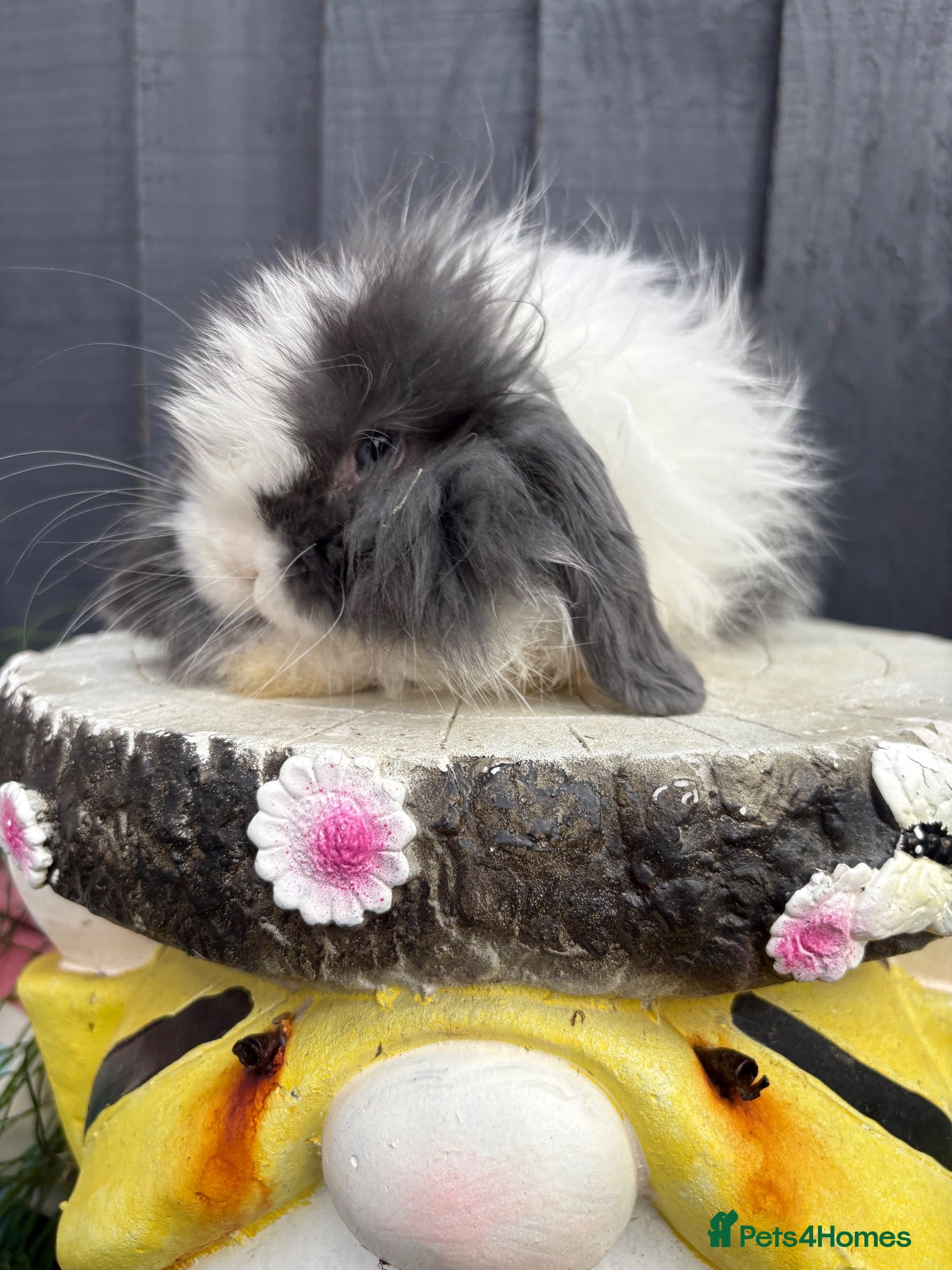 Mini Lop rabbits Beautiful mini lop baby rabbits  - Advert 2
