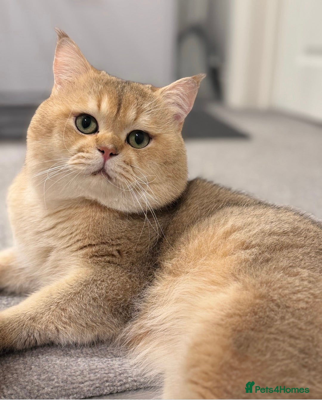 British Shorthair cats for stud: purebred scottish chinchilla straight for stud in London - Image 2