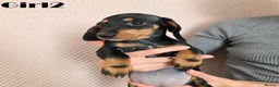 Miniature Dachshund dogs for sale: Dachshund pups - Advert 6