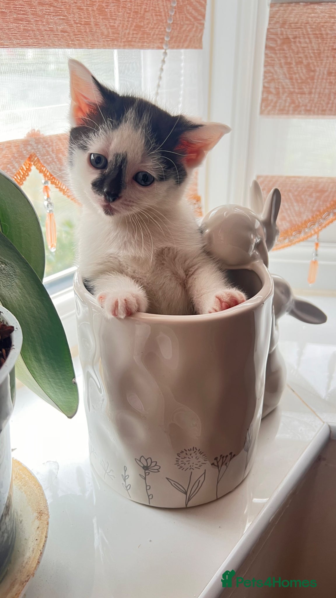 British Longhair cats Small kitten available now london Edmonton  - Advert 1