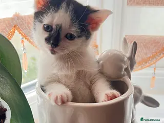 British Longhair cats Small kitten available now london Edmonton - Advert 6