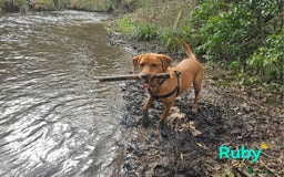 Labrador Retriever dogs for sale: Fox Red Labrador Retriever KC Registered puppies in Wetherby - Image 14