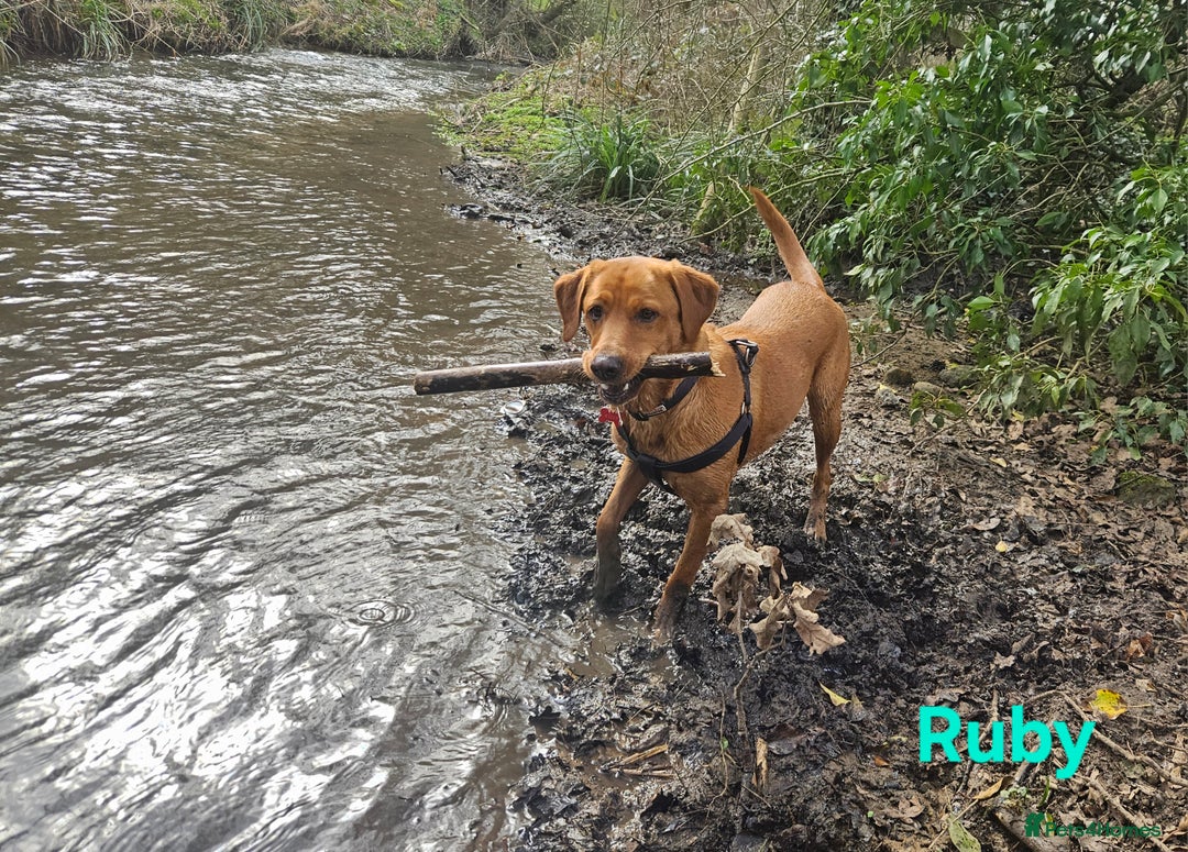 Labrador Retriever dogs for sale: Fox Red Labrador Retriever KC Registered puppies in Wetherby - Image 14