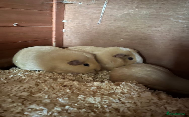 Guinea Pig rodents - Advert 1